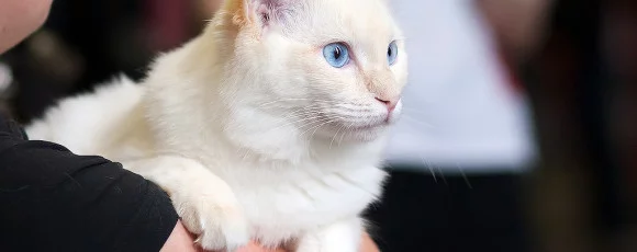 Белая кошка на руках